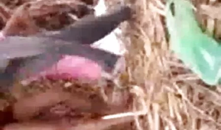 कैमरे के सामने लड़की फाल्स सेक्सी पिक्चर इंग्लिश में वीडियो का बलात्कार करती है