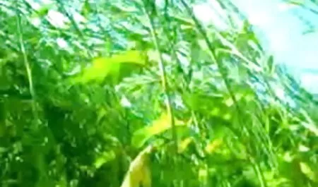 लड़की एक अजनबी के कमरे में धूप सेंक रही थी और चूस रही थी सेक्सी एडल्ट पिक्चर